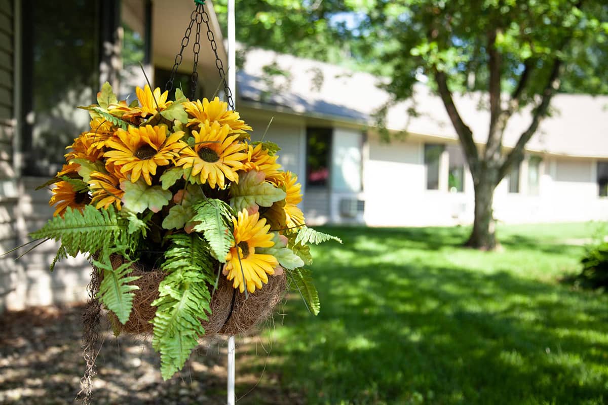 Rose Garden hanging flower basket sunflowers Rose Garden hanging flower basket sunflowers