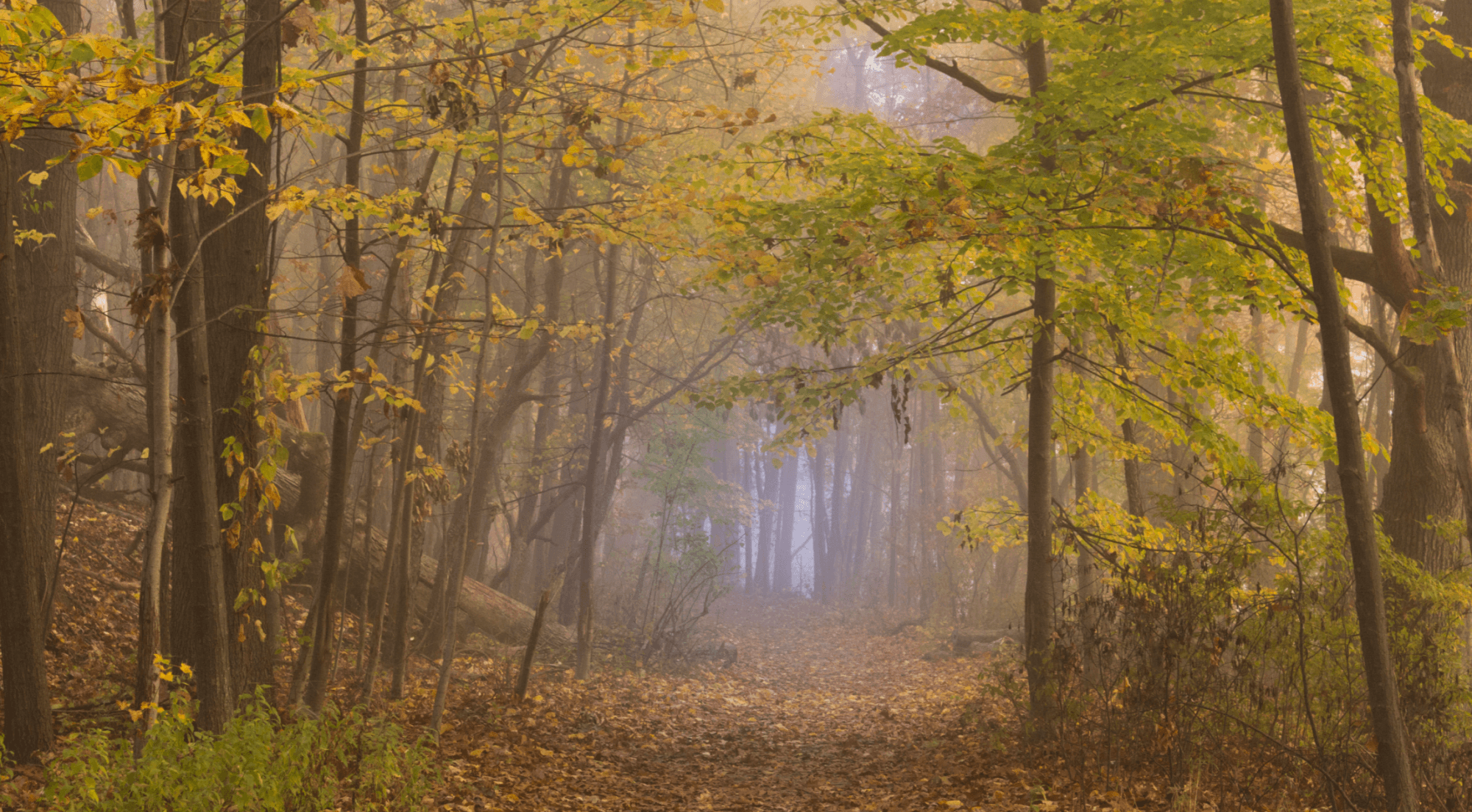 fog of memory loss